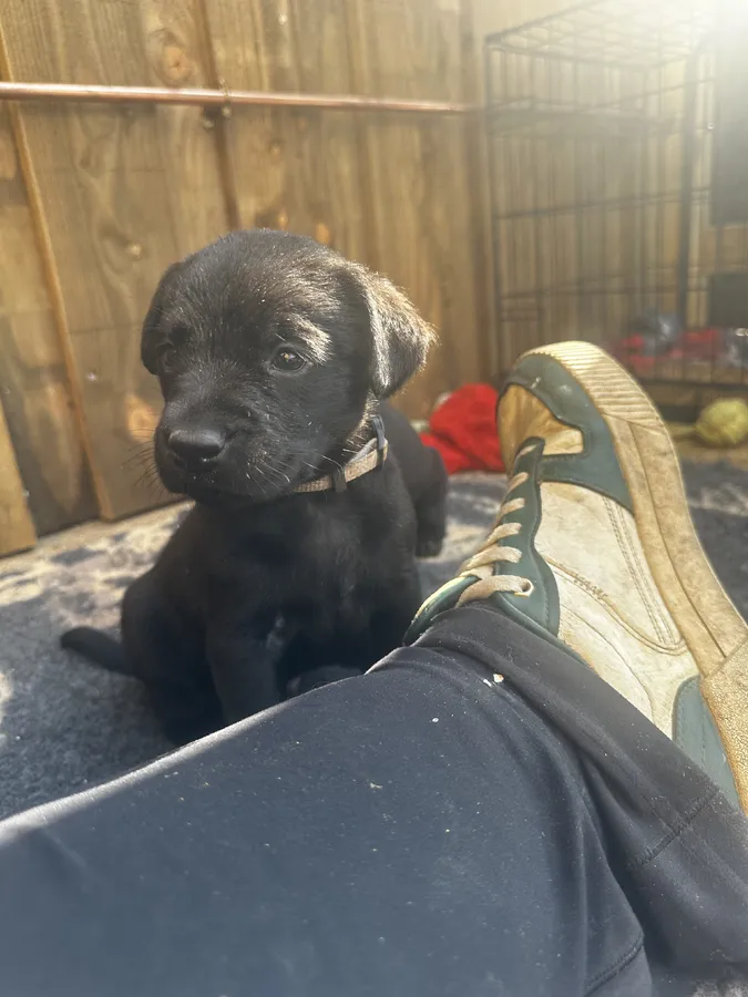 Strong Working Type Labradors Puppies image 5