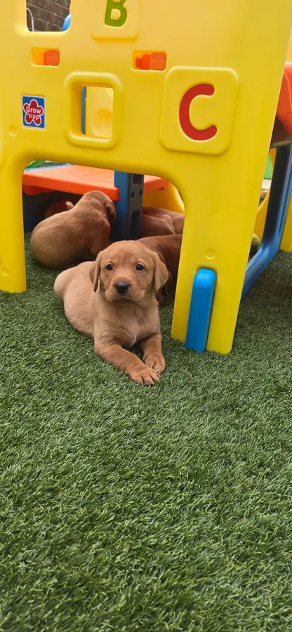 Kc reg Red labrador puppies image 3