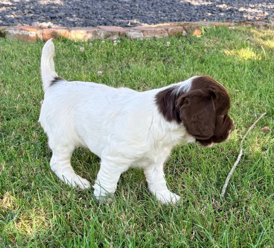 Gamekeeper bred Springer Spaniel puppies