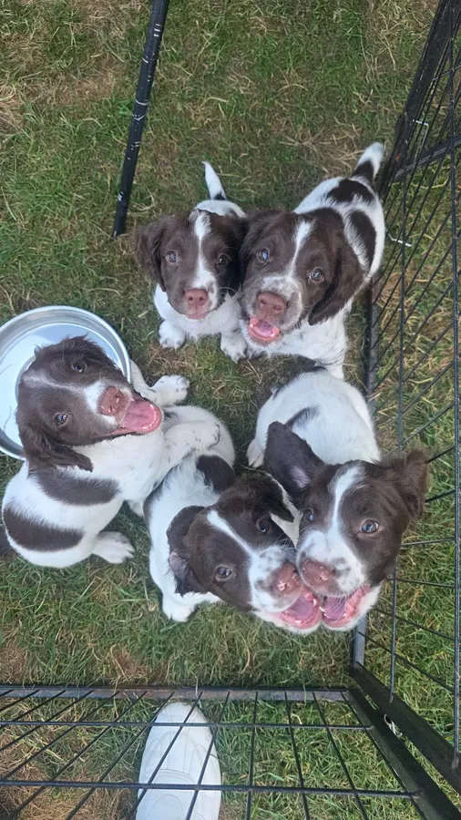 Springer spaniel pups