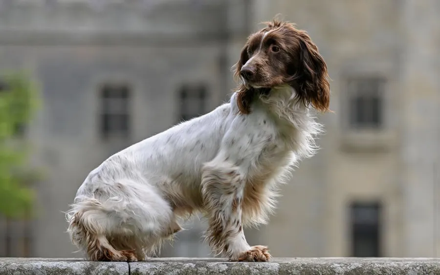 FTCH Sired English Springer Spaniel Puppies For Sale image 5