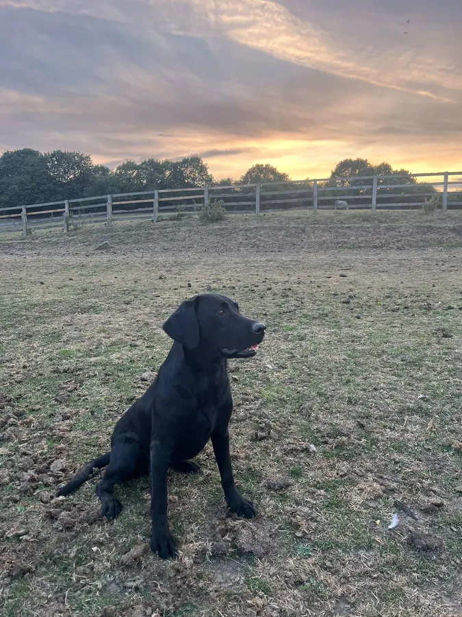 Black Lab Bitch