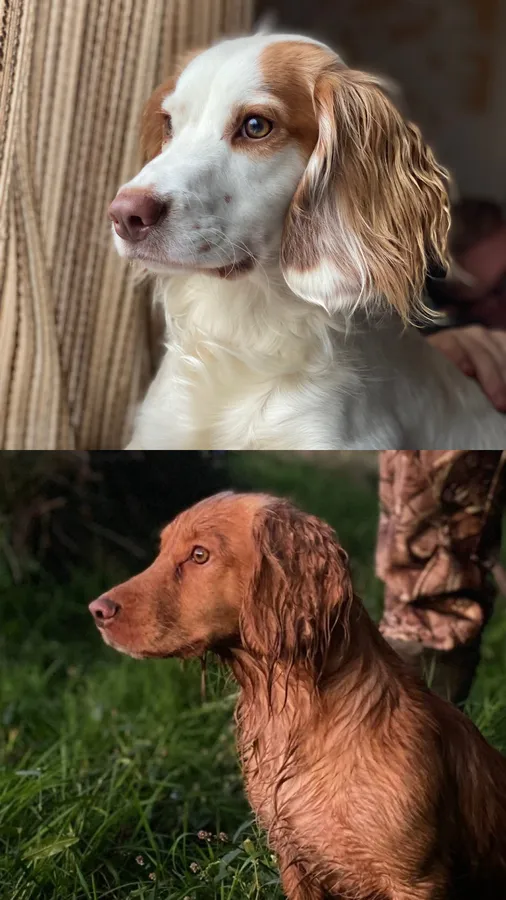 Fully Health Tested Sprocker Puppies due image 2