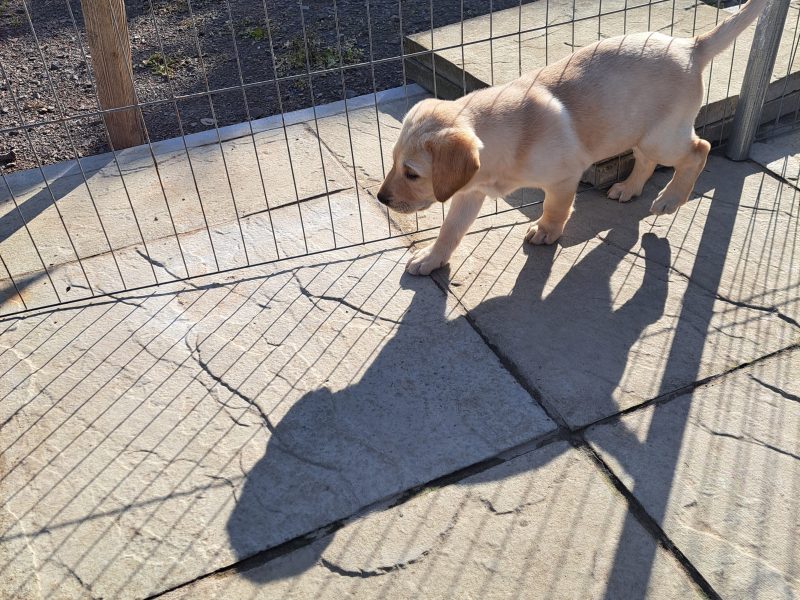 CHUNKY YELLOW KC REG PUPS image 2