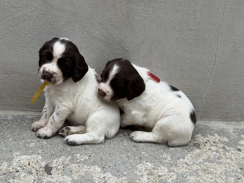 English Springer Spaniel puppies  (3 male available)