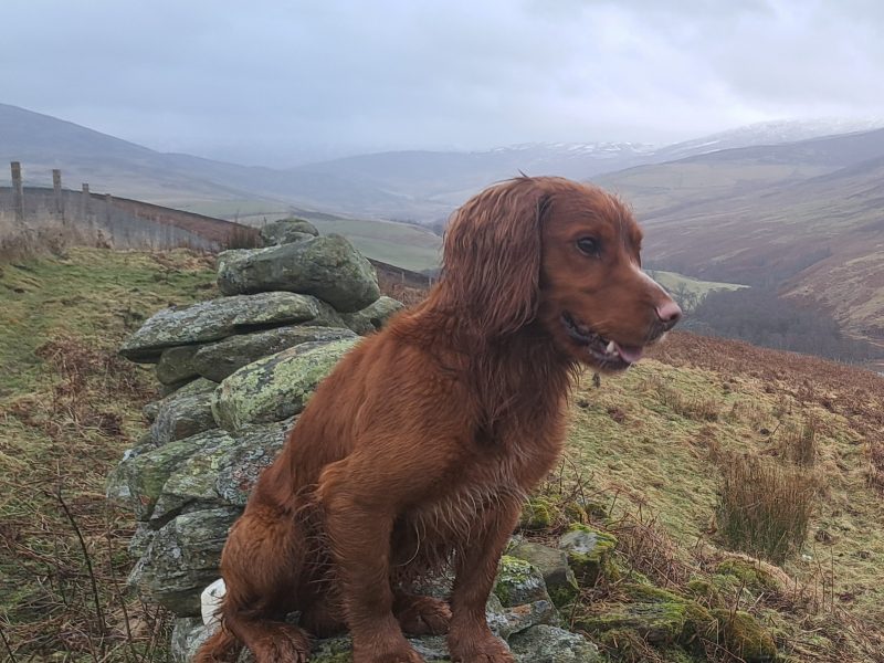 Fin - Red Cocker Spaniel Stud (KC Reg.) with strong working heritage image 3
