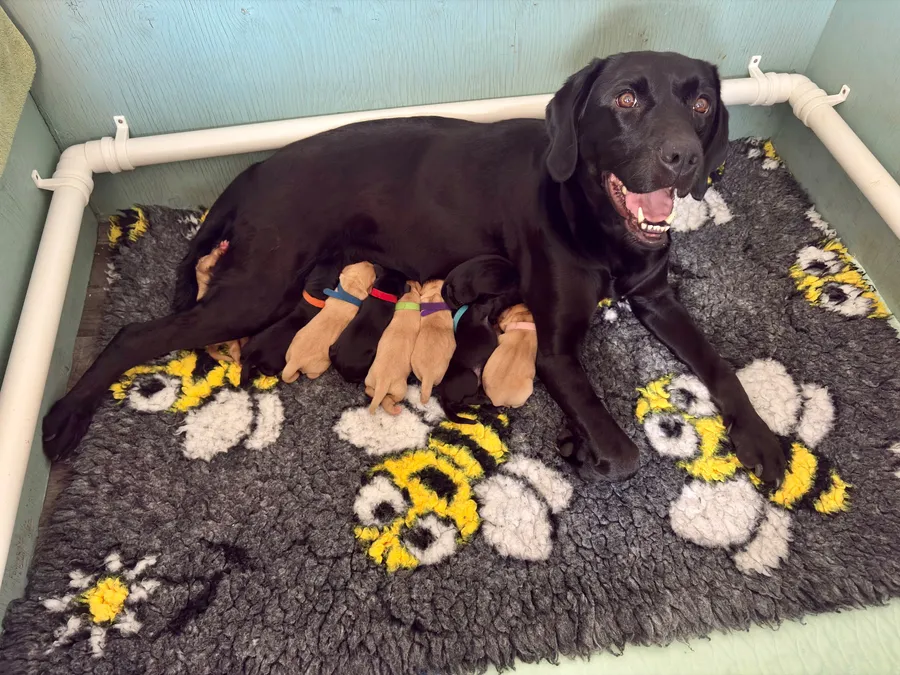 Exceptional Kc registered Labrador puppies image 2