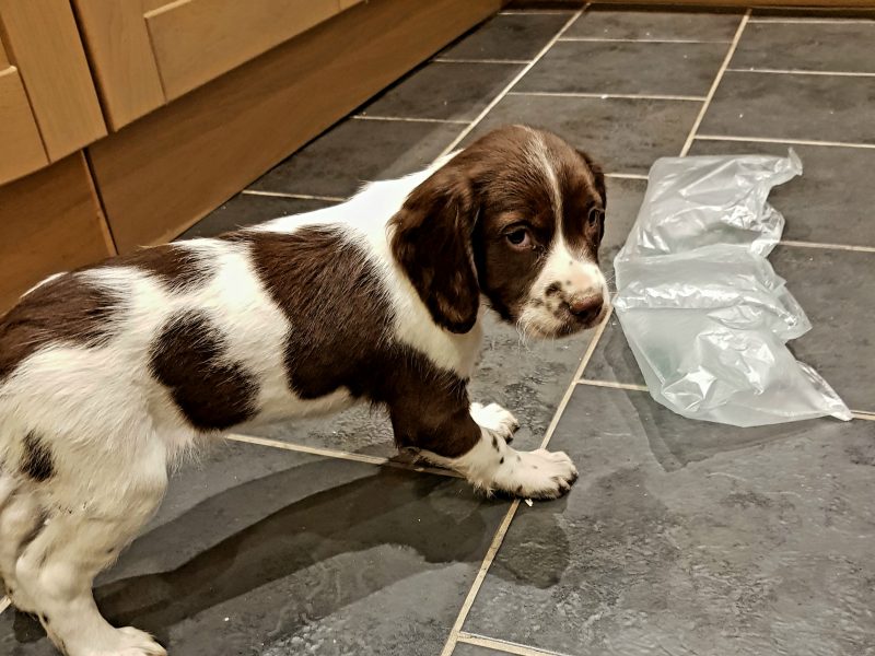 3 kc registered pups all boys image 2