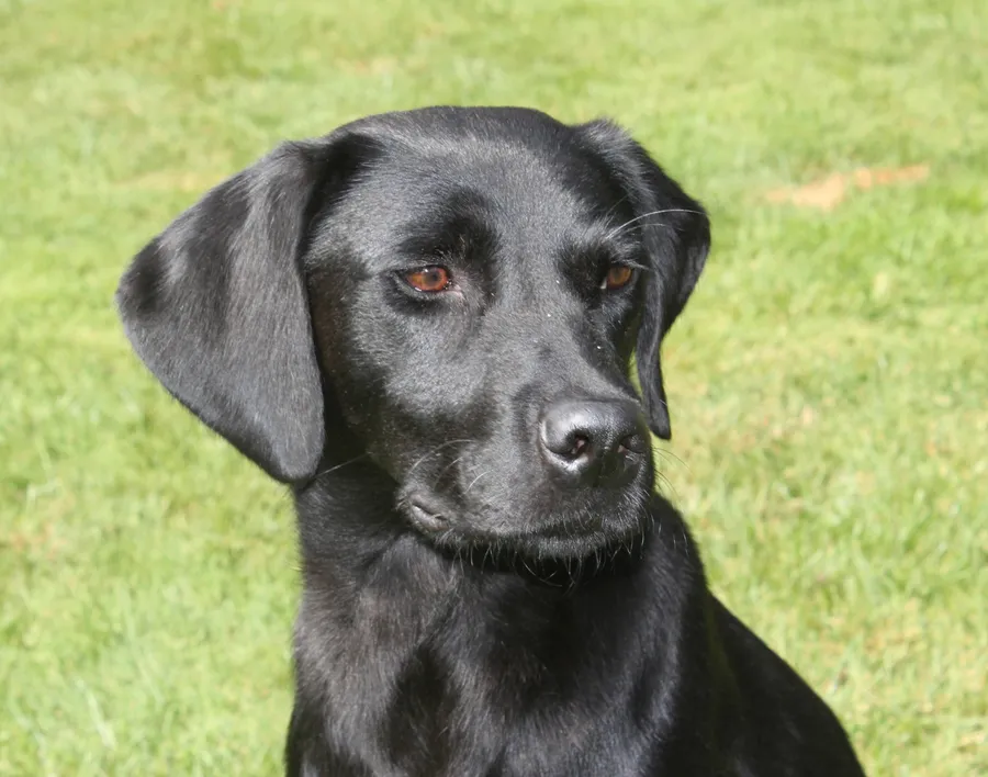 EXCEPTIONALLY WELL BRED PUPS FOR SALE image 3