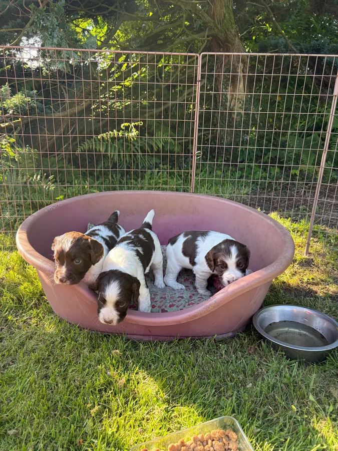 3 strong dog pups