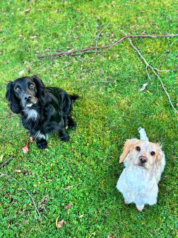 working KC Cocker Spaniels image 7