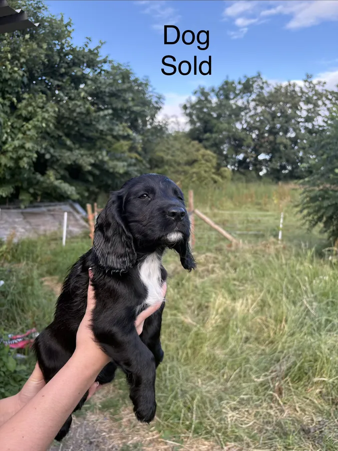 Working cocker puppies image 7