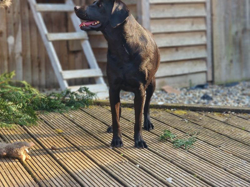 3 KC Labrador dog puppies image 5