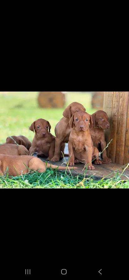 Hungarian vizsla puppies image 2