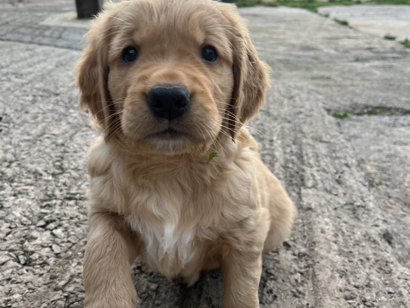 Working Golden Retrievers image 3