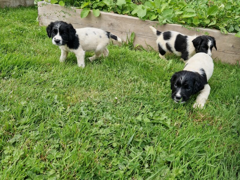 English Springer spaniels image 2