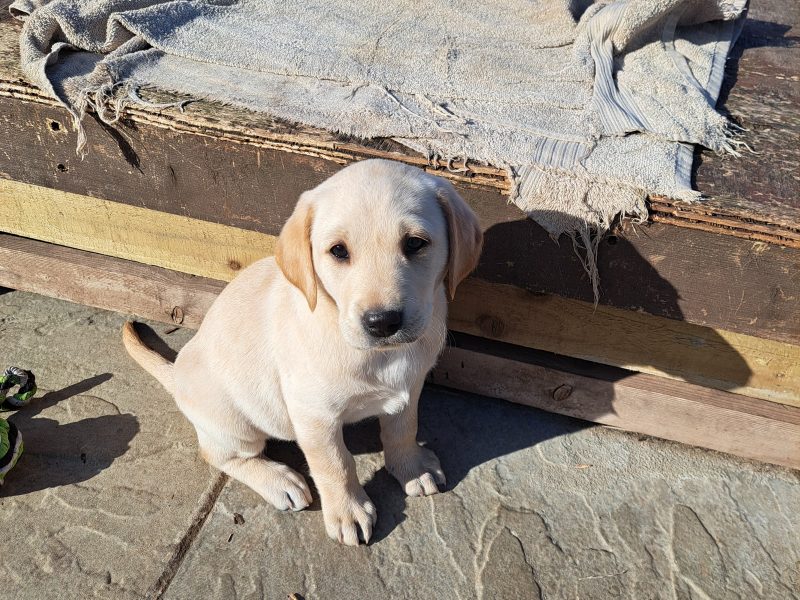 CHUNKY YELLOW KC REG PUPS image 4