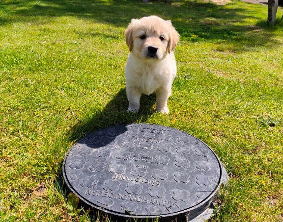 KC Golden Retrievers in Godstone image 2