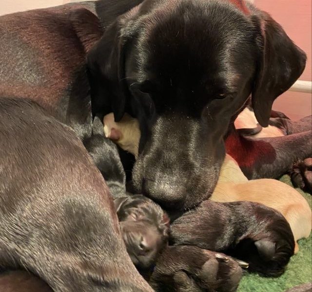 Stunning KC reg black and yellow Labrador pups sired by FTCh image 4