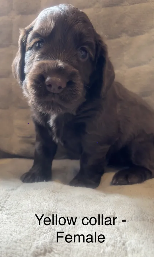 Docked Working Cocker Spaniel Puppies South Wales image 3