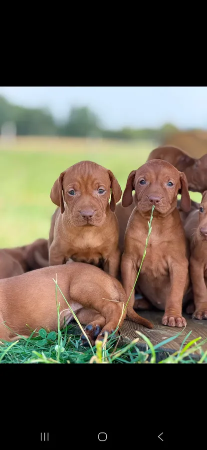 Hungarian vizsla puppies image 4