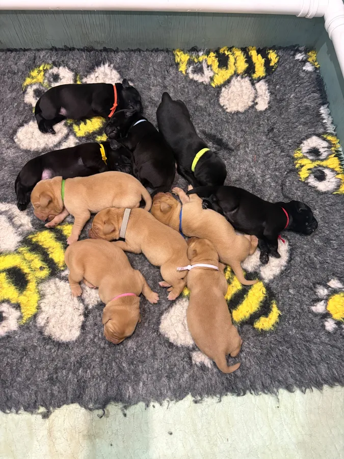 Exceptional Kc registered Labrador puppies image 3