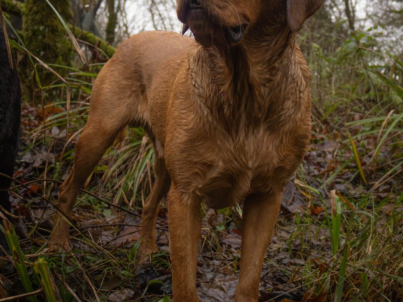Fox Red Dual Purpose Bred image 4