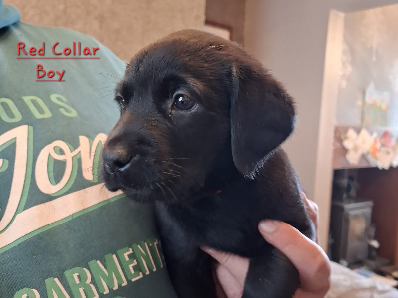 Beautiful Black Labrador Puppies image 5