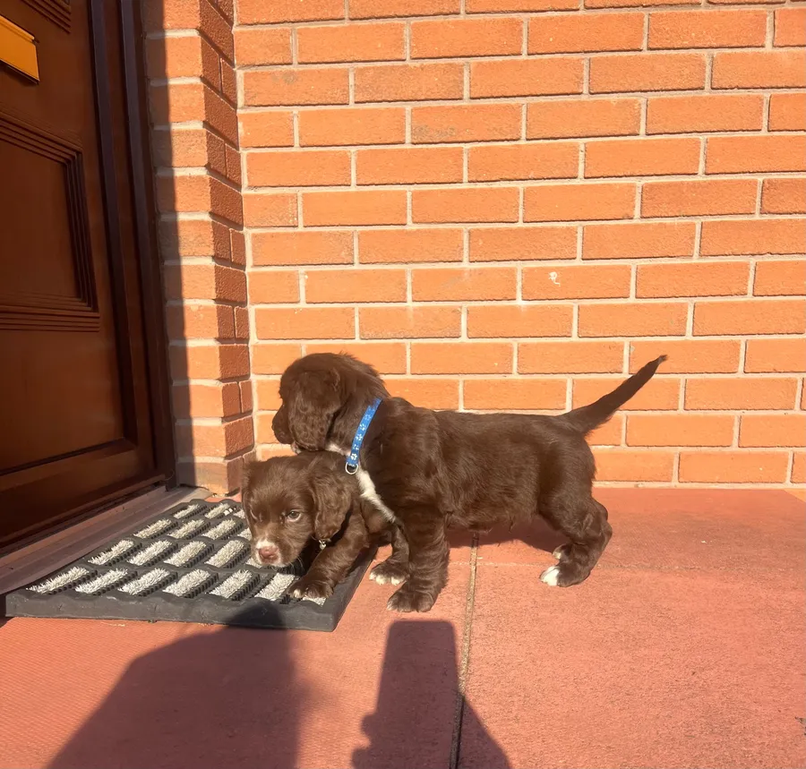Chocolate cocker spaniel puppy