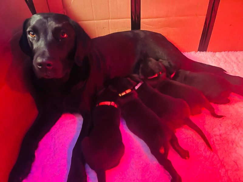 FTCh sired black Labrador puppies image 6