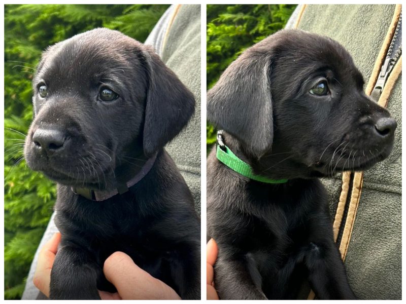 Health tested KC registered, black working Labrador puppies image 3