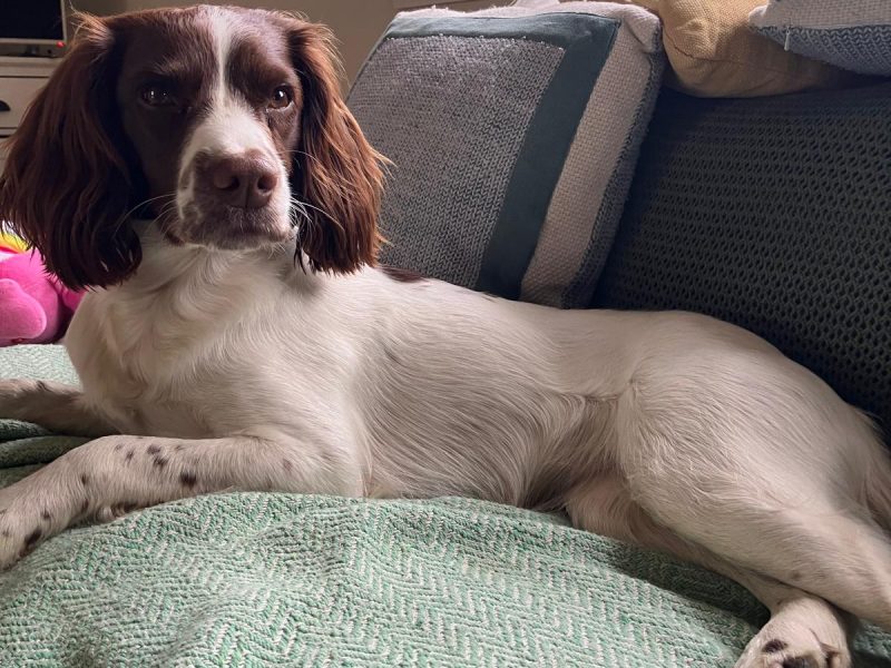 Exceptional English springer spaniel puppies image 3