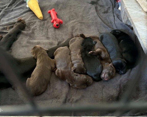 Flat coated retriever puppies in Newton Abbot image 2
