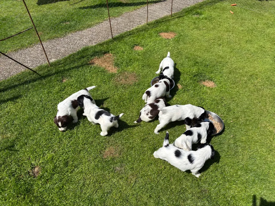 ESS pups for sale image 6