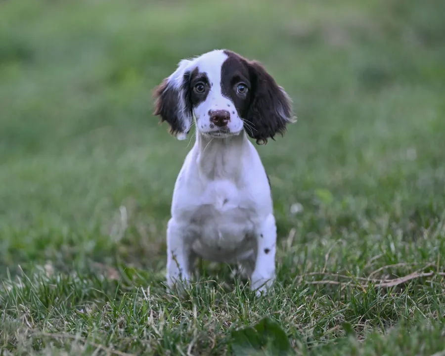 Excellent quality kc springer spaniel pups
