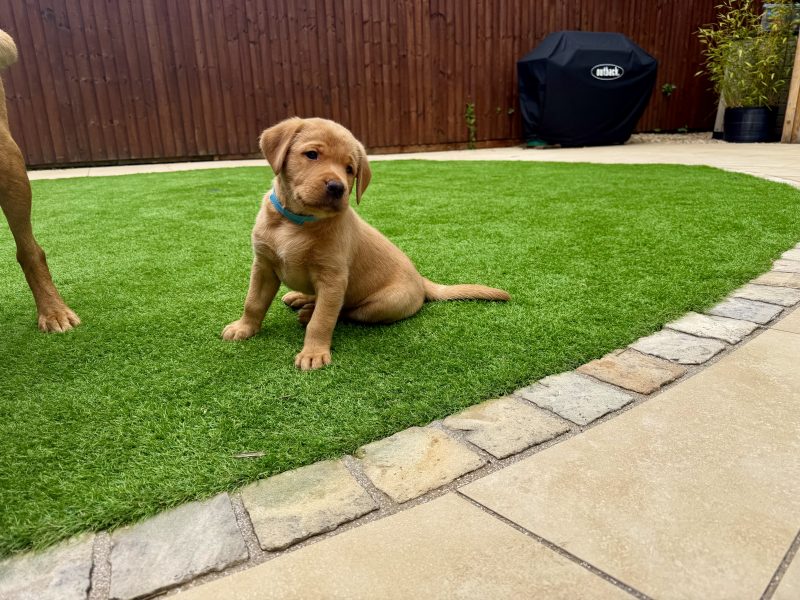 Kentwone Peony Glow (Harleigh) / FTCH Jarailstar Hogen of Stauntonvale (Brae) *X1 DOG LEFT* image 2