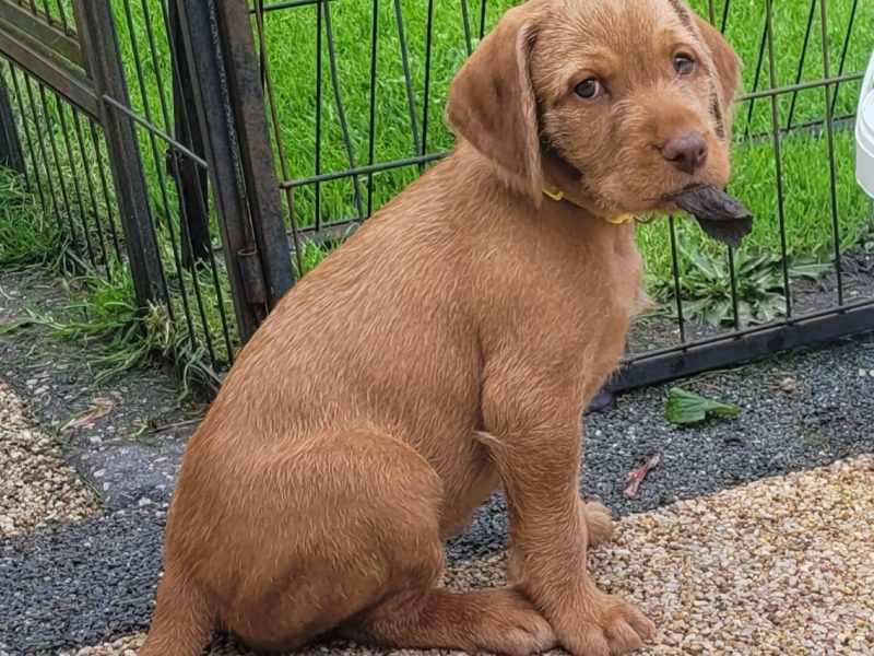 KC Registered Hungarian Wirehaired Vizsla image 5