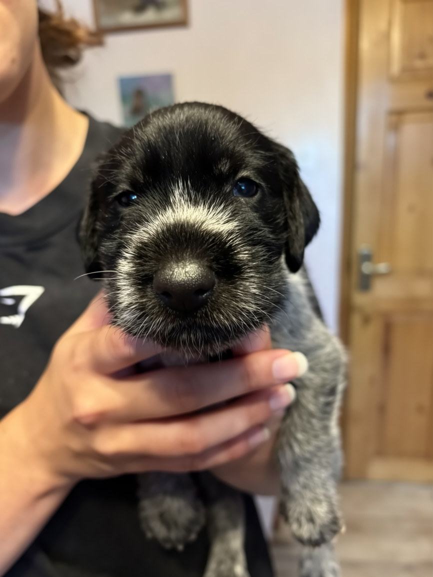 GWP puppies Super litter image 2