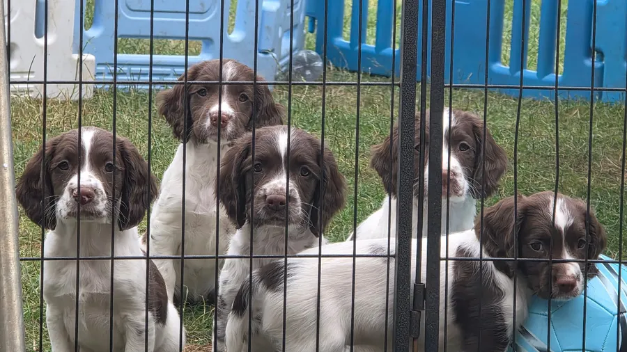 Springer spaniel pups image 2
