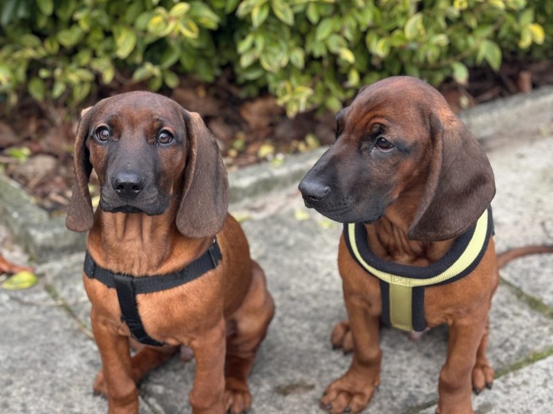 Bavarian mountain scent hound pupps image 2