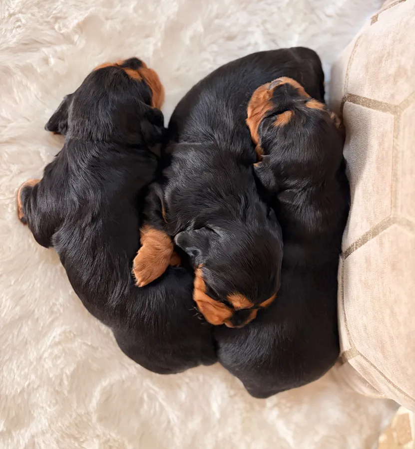 Black And Tan KC Reg Docked Working Cocker Pups image 6