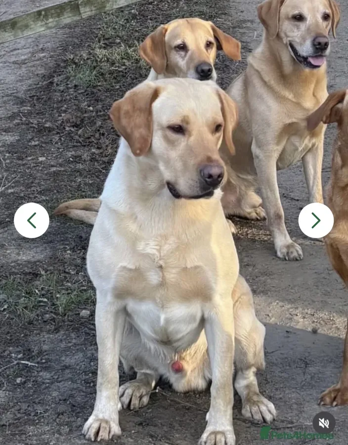 Gorgeous KC Labrador Puppies Ready this week image 5