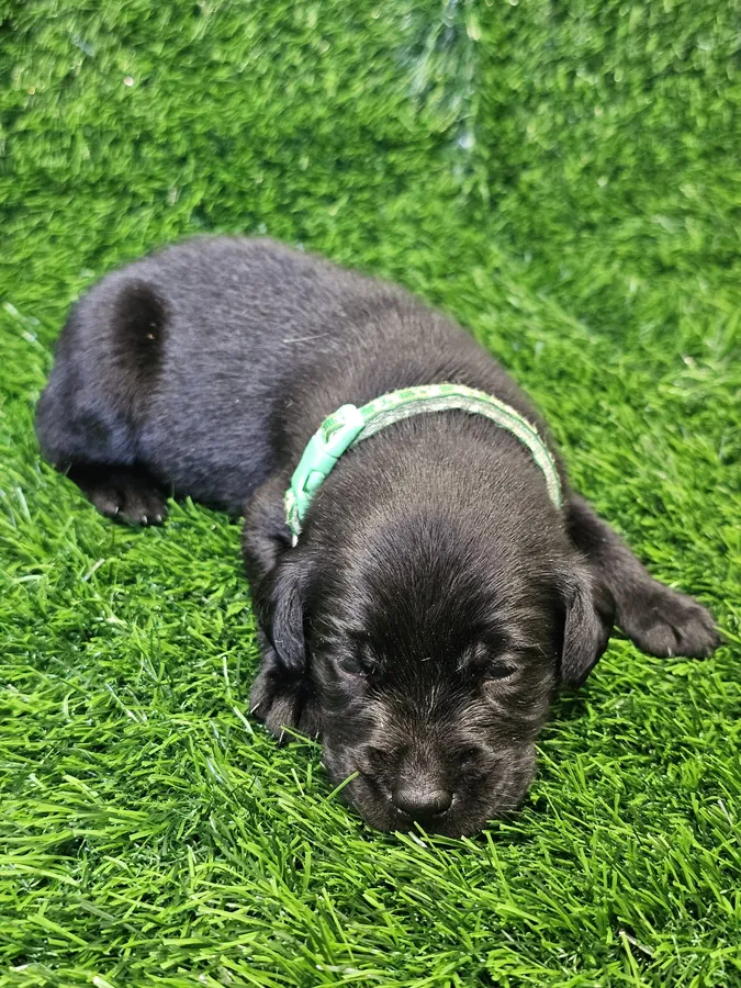 Lovely puppys image 3