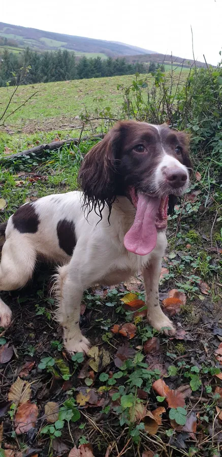 FTCH x FTAW Gorgeous English Springer Spaniel Puppies image 3