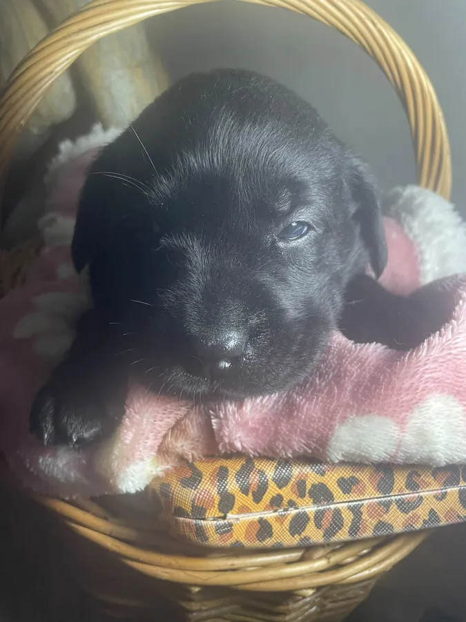 2 GORGEOUS BLACK LABRADOR PUPPIES AVAILABLE FROM SANDYLANDS CORNLANDS LINE