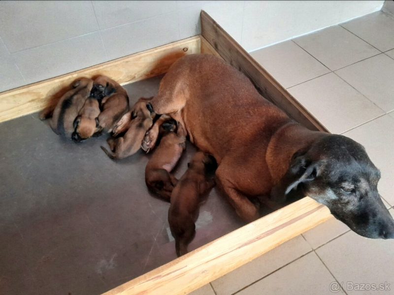Bavarian mountain scent hound pupps image 4