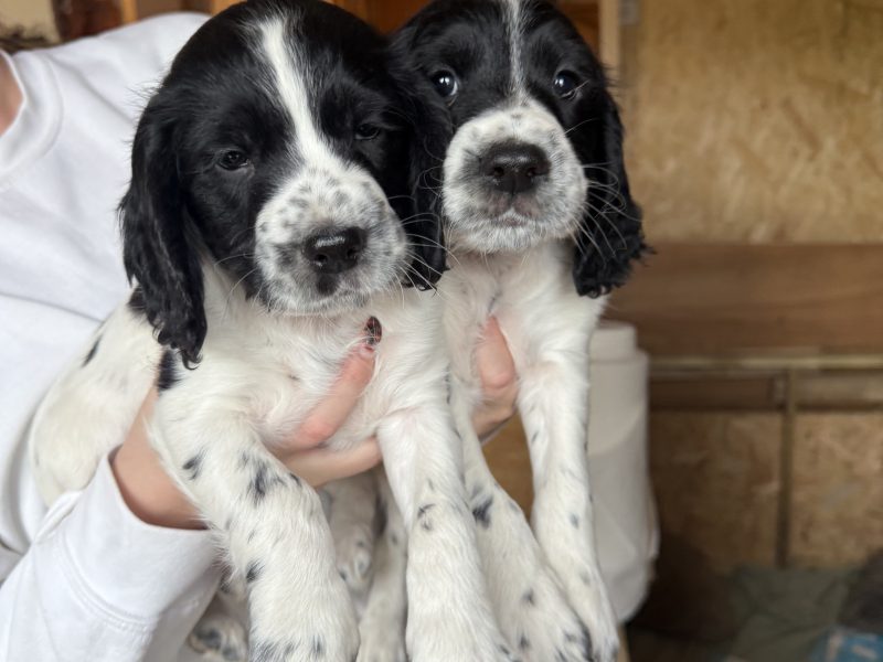 Cocker Spaniels image 2