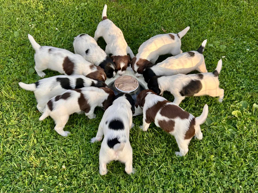 FTCH Sired English Springer Spaniel Puppies For Sale