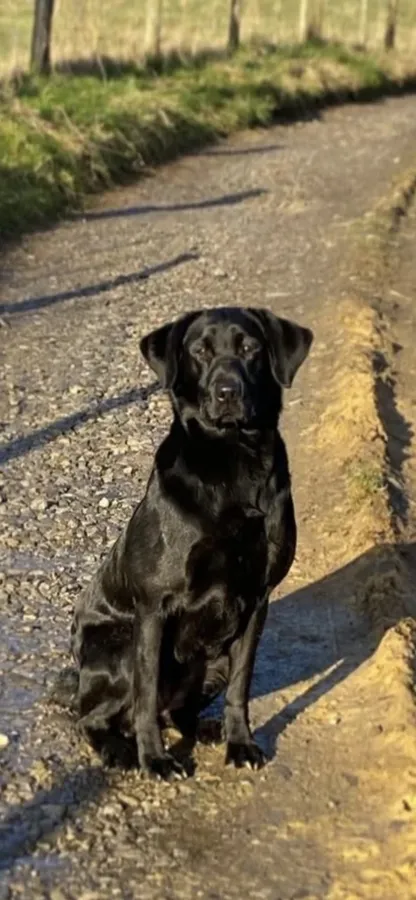 Gorgeous KC Labrador Puppies Ready this week image 6