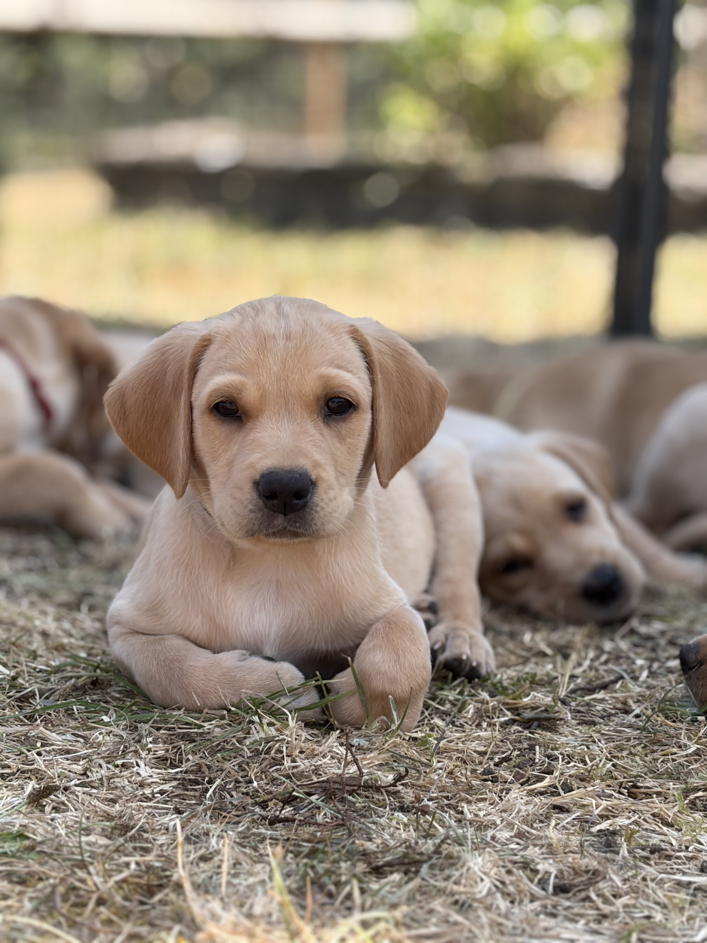 9 KC Fox Red-Yellow Labrador Puppies image 6